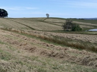 Shedded Meadow Hay