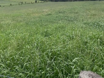 Shedded Meadow Hay