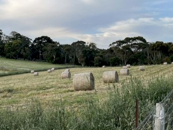 Shedded Meadow Hay