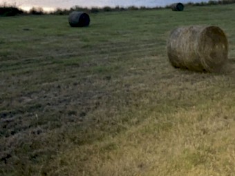 Shedded Meadow Hay Round Bales For Sale