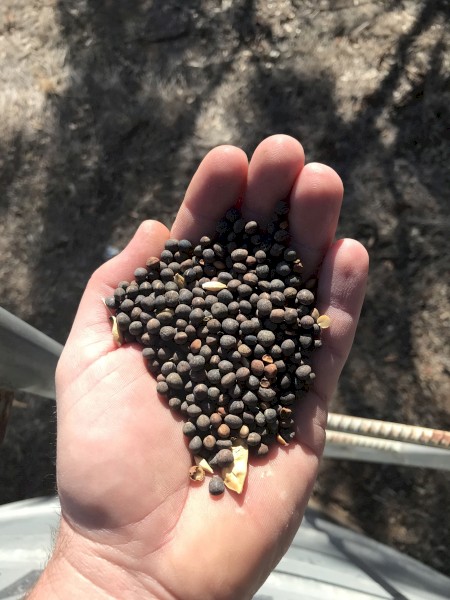 18mt Volga Vetch Seed