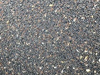 18mt Volga Vetch Seed