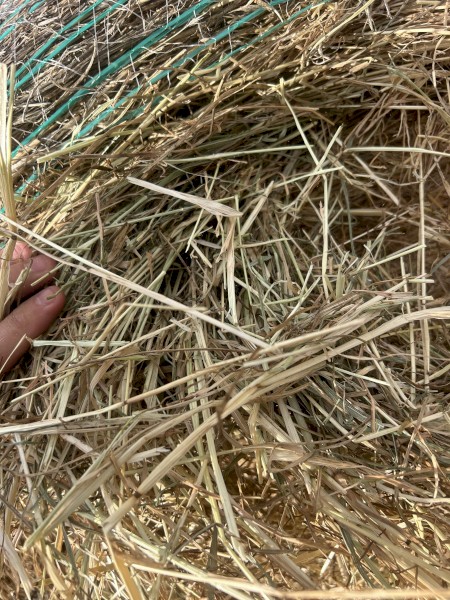 sub clover rye hay 