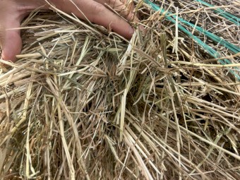 sub clover rye hay 