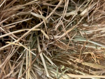 sub clover rye hay 