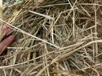 sub clover rye hay 