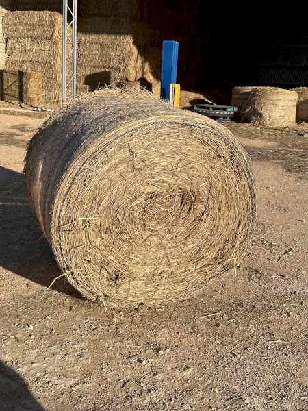 wheaten hay beardless 200 inc gst 