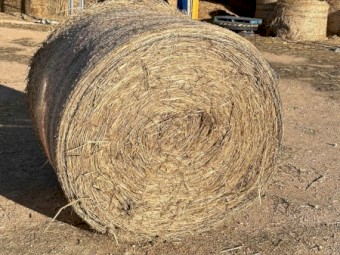 wheaten hay beardless 200 inc gst 