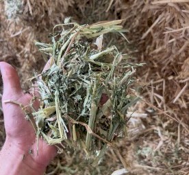 Vetch/oaten hay