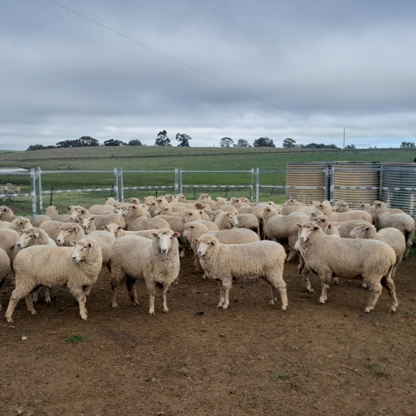 1st Cross ewes
