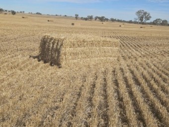 Barley Straw shedded 8x4x3 Bales