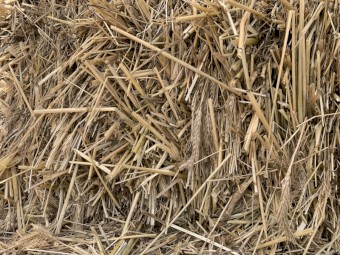 triticale 