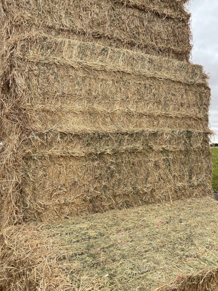 Lucerne Hay - squares