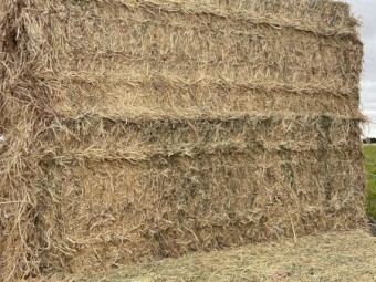 Lucerne Hay - squares