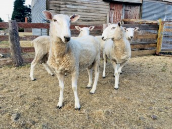 Border Leicester Rams