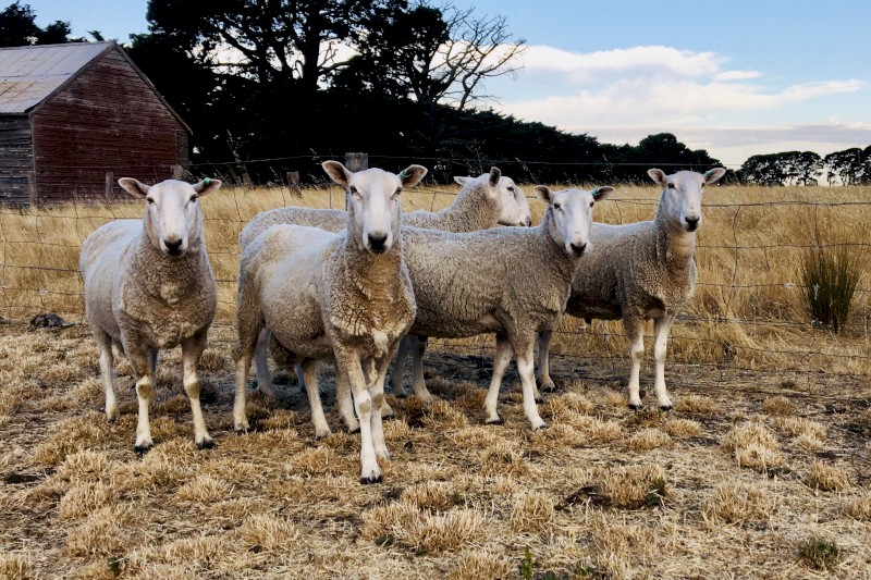 Border Leicester Rams