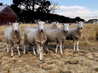 Border Leicester Rams