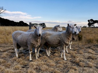 Border Leicester Rams