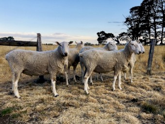 Border Leicester Rams