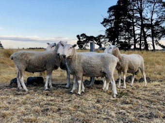 Border Leicester Rams