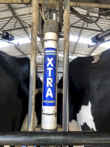 Waikato Cup Removers x 40