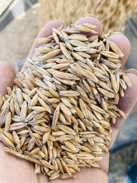 10t Yarran Feed Oats