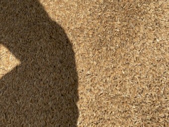 10t Yarran Feed Oats