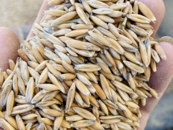 10t Yarran Feed Oats