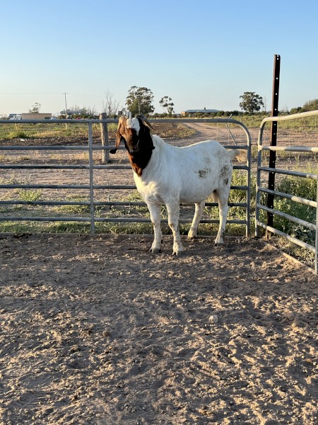 Full Blood Boer buck