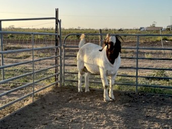 Full Blood Boer buck