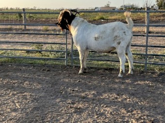 Full Blood Boer buck