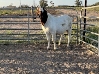 Full Blood Boer buck