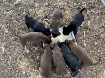 Kelpie Puppies