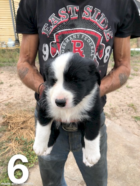 Border Collie pups 