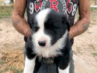 Border Collie pups 
