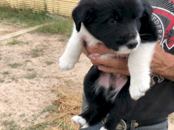 Border Collie pups 