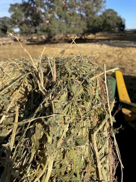 High Quality  Lucerne Hay 5x4 Rounds