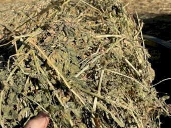 High Quality  Lucerne Hay 5x4 Rounds