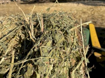 High Quality  Lucerne Hay 5x4 Rounds