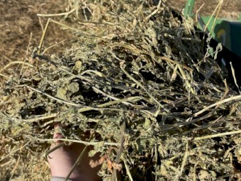 High Quality  Lucerne Hay 5x4 Rounds