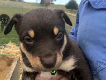 Kelpie Puppies 