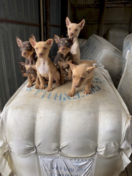Beautiful Purebred Kelpie Pups