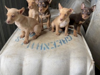 Beautiful Purebred Kelpie Pups