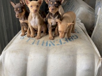 Beautiful Purebred Kelpie Pups