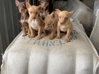 Beautiful Purebred Kelpie Pups