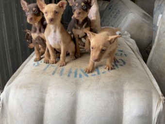 Beautiful Purebred Kelpie Pups