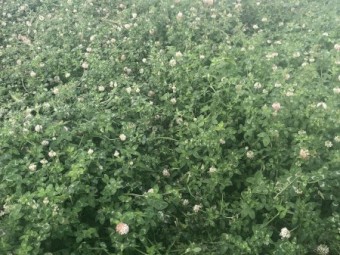 Clover Silage