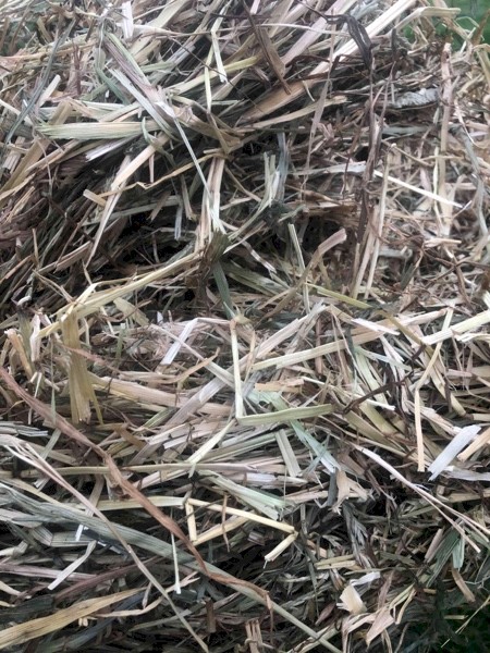400+ Annual Ryegrass Hay 5x4 Rolls