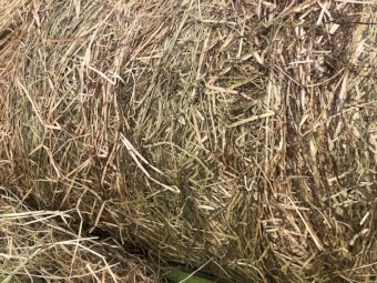 400+ Annual Ryegrass Hay 5x4 Rolls