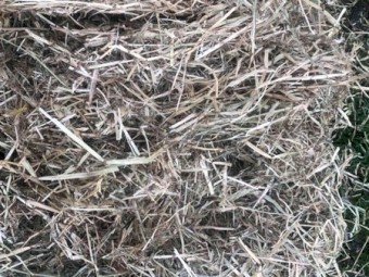 400+ Annual Ryegrass Hay 5x4 Rolls
